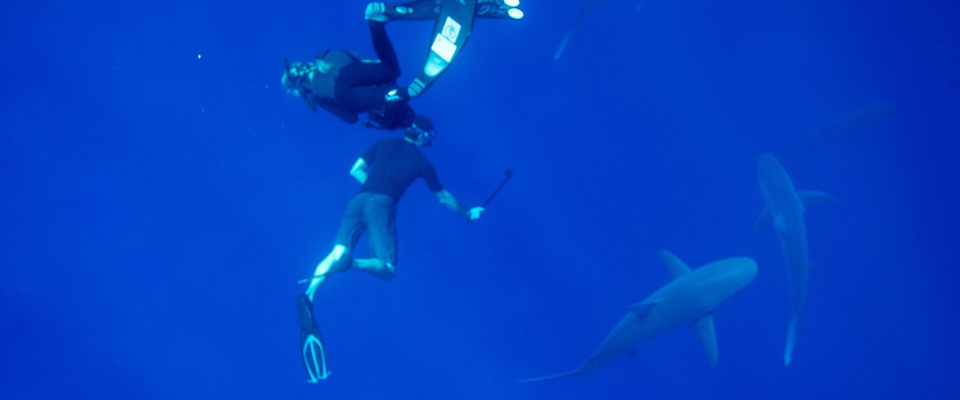 Experience this amazing Hawaii shark encounter