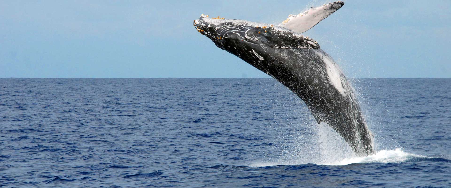 Whale Watching, Extremely popular during their season in Hawaii